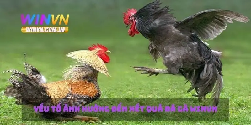 Đá Gà Winvn Tìm Hiểu Mẹo Chơi Và Cá Cược Hiệu Quả 3 Yếu tố ảnh hưởng đến kết quả đá gà Winvn