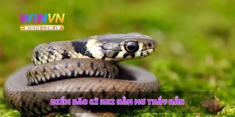 Nằm Mơ Thấy Rắn – Giải Mã Ý Nghĩa Và Điềm Báo Giấc Mơ 2 Điềm báo gì khi nằm mơ thấy rắn