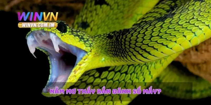 Nằm Mơ Thấy Rắn – Giải Mã Ý Nghĩa Và Điềm Báo Giấc Mơ 3 Nằm mơ thấy rắn đánh số mấy?